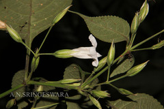 Strobilanthes tristis